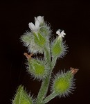 Largeseeded forget-me-not