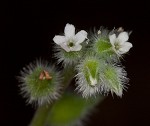 Largeseeded forget-me-not