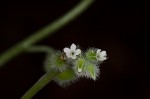 Largeseeded forget-me-not