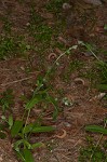 Largeseeded forget-me-not