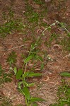 Largeseeded forget-me-not