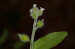 Largeseeded forget-me-not