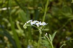 True forget-me-not