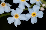 True forget-me-not