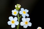 True forget-me-not