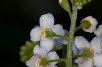 True forget-me-not