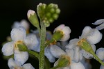 True forget-me-not