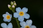 True forget-me-not