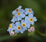 True forget-me-not