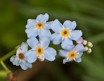 True forget-me-not