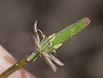 Tiny mousetail