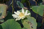 American lotus