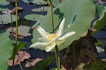 American lotus