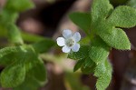 Smallflower baby blue-eyes