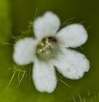 Smallflower baby blue-eyes