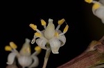 Florida beargrass