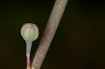 Florida beargrass