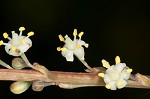 Florida beargrass