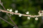 Florida beargrass