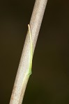 Florida beargrass