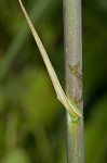 Florida beargrass