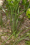 Florida beargrass