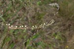 Florida beargrass