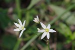 False garlic