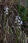 Texas toadflax