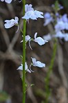 Texas toadflax