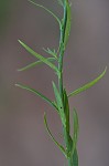 Texas toadflax