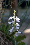 Texas toadflax