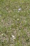 Texas toadflax