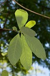 Ogeechee tupelo