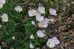 Showy evening-primrose