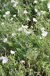 Showy evening-primrose