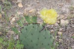 Common pricklypear