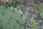 Common pricklypear