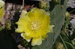 Common pricklypear