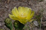 Common pricklypear