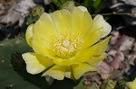 Common pricklypear