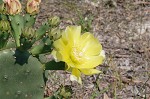 Common pricklypear