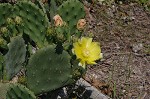 Common pricklypear