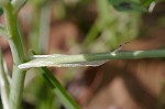 Pyrenees Star of Bethlehem