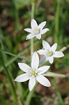 Pyrenees Star of Bethlehem