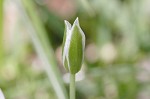 Pyrenees Star of Bethlehem