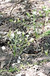 Pyrenees Star of Bethlehem