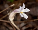 Oneflowered broomrape