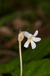 Oneflowered broomrape