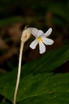 Oneflowered broomrape